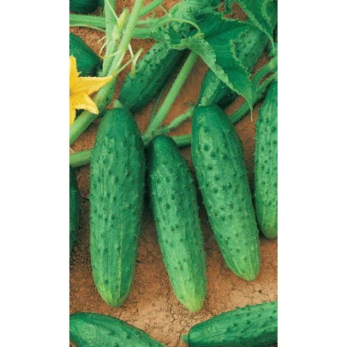 Семена Огурец Феникс 0,4гр (УД) Е/П