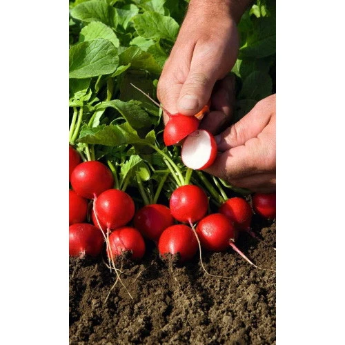 Семена Редис Сан Саныч 2гр (Марс) Б/П