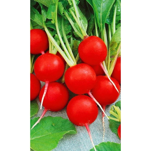 Семена Редис Престо 2гр (УД) Е/П